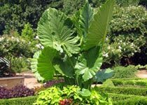 ‘Calidora’ Alocasia/Persian Palm/Elephant Ear/Taro - Large 1 Gallon Size