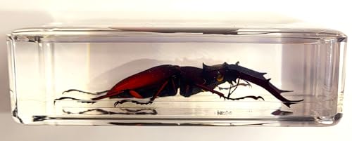 Image of 2.9 inch Real Stag Beetle Lucanus Fortunei Saunders Male in Crystal Clear Lucite Resin Specimen Preserved Insect Taxidermy Collection for Biology Science Education & Desk Ornament Display Supplies