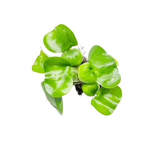 Mainam Water Hyacinth Eichhornia Crassipes Tropical Freshwater Live Aquarium Plant Decorations (1 Pack)