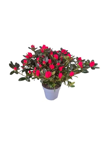 Azalea Natural Viva Arbusto con Floración Intensa y Duradera