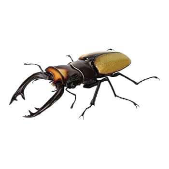 くわがた 31mjaVp9GwL._UF350,350_QL50_.jpg