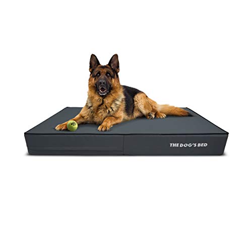 Best Dog Beds For Labradoodles In 2024 Top 5 Picks! Best Dog Care Tips a Better Dog