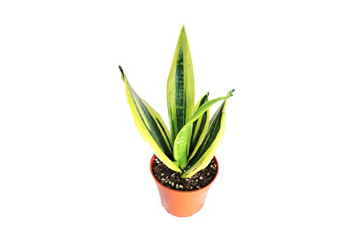 Sansevieria Gold Flame - 6' from California Tropicals