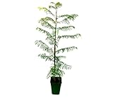jacaranda de madagascar Elemento decorativo premium – Aporta sombra ligera y un toque exótico a jardines y terrazas.