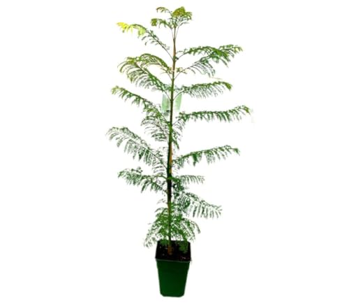 Garden Center Shop | Jacaranda mimosifolia 80-100 cm M20 | Árbol Ornamental de Flor Azul Violeta | Cultivo en Maceta | Ideal Jardín, Terraza o Alineación Urbana