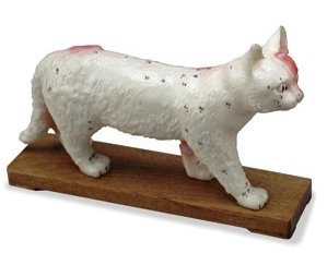 Veterinary Acupuncture Animal Model (Cat)