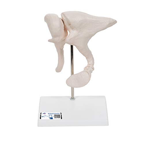 Image of 3B Scientific A101 Ossicle Model-BoneLike 20x Life Size - 3B Smart Anatomy