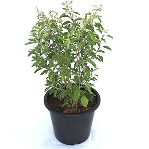 Ayurvedic Tulsi Live Plant With Pot - Holy Basil for Home Garden and Pooja - Krishna Tulsi, Green (TULSI PLANT)