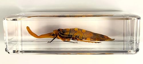 Image of 2.9 inch Real Lanternfly Cicada in Crystal Clear Lucite Resin Paperweight Specimen Preserved Pyrops Candelaria Insect Taxidermy Crafts Collection for Biology Science Education & Desk Display Supplies
