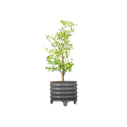 Image of Rolling Metal Citrus Tree Planter Pot, 21″ Round Planter Box for Porch Patio & Backyard, 20 Gallon Large Planter Pot with Wheels for Growing Olive Trees Tomatoes Vegetables and Flowers, Modern Gray
