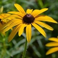 Rudbeckia fulgida VAR. sullivantii 'Goldsturm' Garden Plant Hardy Perennial Flowering Garden Plants Easy to Grow Your Own by Park Farm Plants (3 x Plug Plants)