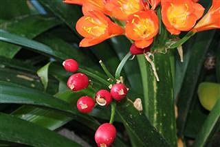 seeds Carnivore Carnivorous Plant seeds