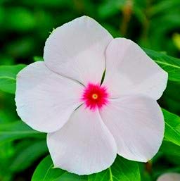 Valiant Apricot Vinca 100 Finest Seed