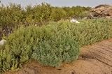 20 Salsola Arabica Seeds, Saltwort Shrub Seeds,