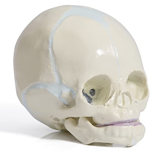 Image of Human Infant Skull Model - Fetus Skull Anatomy Baby Skull Model Life Size