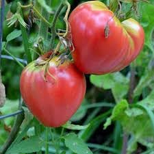 Tomato tree plant hybrid,Plant for hybrid tomato tree (pack of 3) (B0CSWK11HQ) Amazon Price History, Amazon Price Tracker