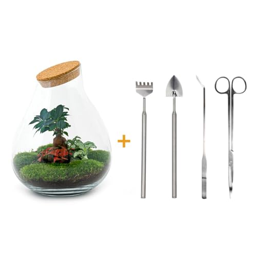 Foto von Flaschengarten | Drop XL - DIY Terrarium mit Bonsai - Ökosystem mit Pflanzen im Glas ↑37 cm - urbanjngl, Green Ficus Ginseng mit Moosballen, ES013