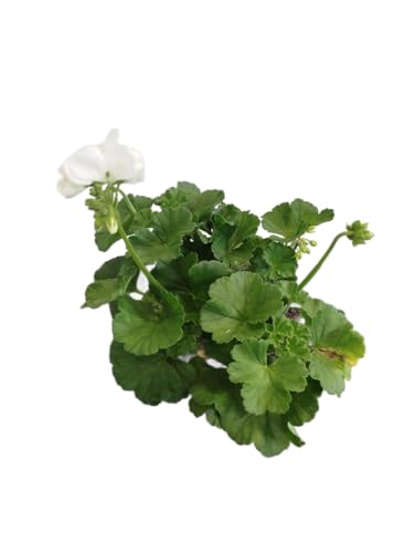 Geranio Natural con Flores Blancas DECOALIVE – Planta Viva para Exterior – Fácil de Cuidar