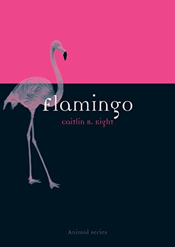 Flamingo view 2