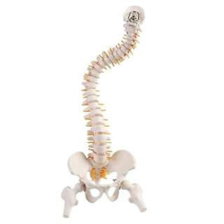 ERWEY Modello della colonna vertebrale umana, modello scheletrico della colonna vertebrale con colonna vertebrale, bacino, cosce, piedistallo e supporto per la ricerca medica in classe-45cm