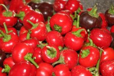 Heirloom Heritage Sweet Mini Bell Pepper Seeds. Miniature Bright red 2" Baby Bell Pepper. Certified Organic Grower