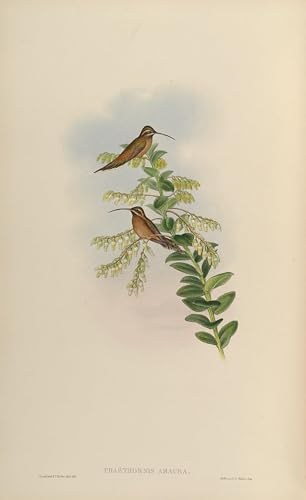 Peinture murale oiseau Phaethornis Striigularis pour créer un salon nature