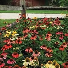 100 pezzi di semi di Fiori di Echinacea Misti Cheyenne Spirit