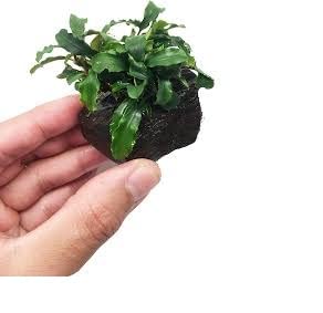 Maalavya Live Aquarium Aquatic Plant Bucephalandra (On Lava Rock) 7 to 10 Leaves (Pack Of 2) (B0B2LY64HK) Amazon Price History, Amazon Price Tracker