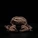 ZHONGXIN MADE Realistic Stag Beetle Plush Toy - 10