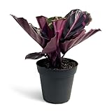 Calathea Dottie Indoor Plant - Live Colorful Prayer House Plant, Pink Plant for Home Decor, Room Decor, Air Purifier