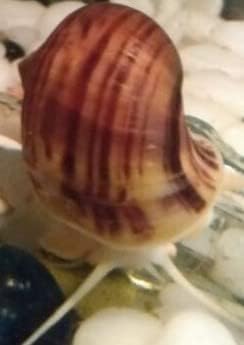 LLC Mystery Snail Magenta 3PK (Pomacea Bridgesii) with Java Moss - Live Freshwater Snails Insulated Priority Mail