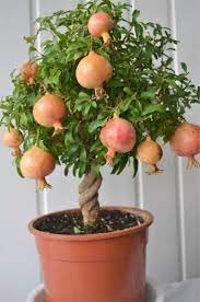 See full amazon price history chart for WoFLoo Lives Plant Pomegranate, Annar, Anar (Grafted) - Plant WoFLoo Lives Plant Pomegranate, Annar, Anar (Grafted) - Plant (B0CVB62F3S) Amazon Price History, Amazon Price Tracker