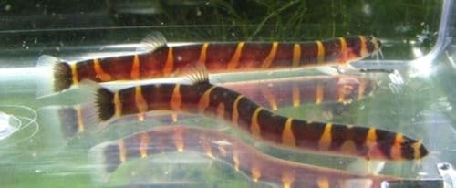 6 Pack - Striped Kuhli Loach Live Freshwater Aquarium Fish