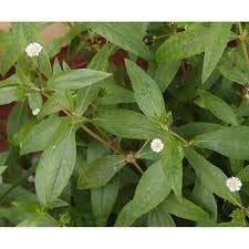 Dipa Bhringraj Seeds (pack of 100 seeds) (B08G19GDQZ) Amazon Price History, Amazon Price Tracker
