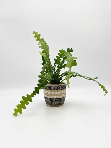 Epiphyllum anguliger Moon Cactus Pot suspendu 15 cm