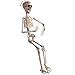 PREXTEX 20 Inch Posable Halloween Skeleton- Full Body Halloween Skeleton with Movable/Posable Joints for Best Halloween Decoration
