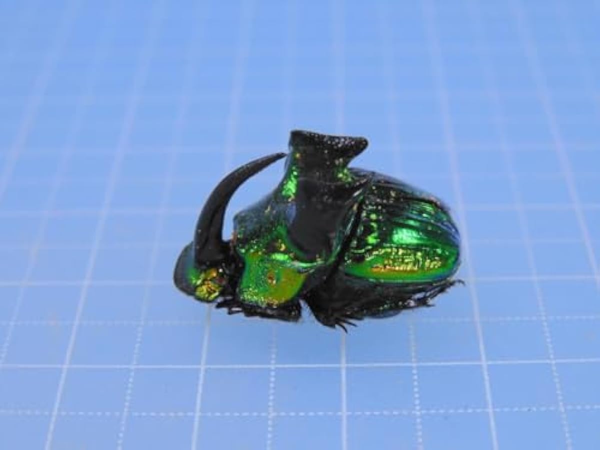 Mexico Phanaeus demon demon 21mm 20mm I <1110z Insect Specimen