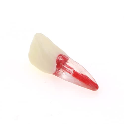 Debksgeoti DETESI-20230331-M8007 5Pcs Dental Root Canal Pulp Cavity Teeth Model Endodontic Practice Rct Typodont M8007 11# 14# 16# 21# 33# 34# 35# 36# 44# 45# Practicing Study Teach thumb #4