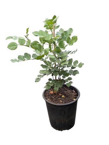 Artländer Pflanzenhof Chinesisches Süßholz Glycyrrhiza 40-60cm