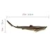 Anatomy Lab Shark Specimen for Dissection, for Biology Classrooms, Plain Injection 22-27 Inches, Vacuum Pack of 1