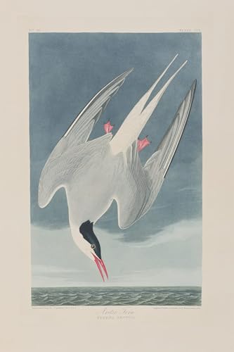 Poster décoration murale oiseaux d'Amérique pour habiller un grand mur vide