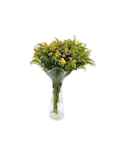 JARDIN202 - Solidago | Flor Natural | Ramo de 25 tallos | Amarillo | 80cm de alto