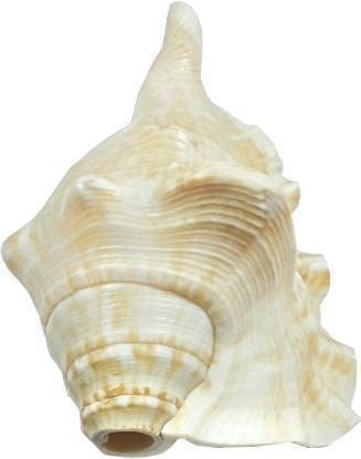 Indian Collectible Shankh Shankh 11 cm Lord Ganesh Soufflant Shankh/Shankh pour Pooja Original Conque Shell Blanc Jumbo (Blanc)