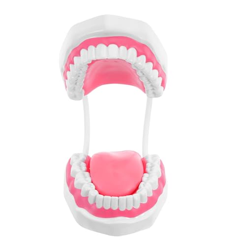 Modèle pédagogique de bouche fomiyes 6 fois agrandi en plastique pour brossage des dents