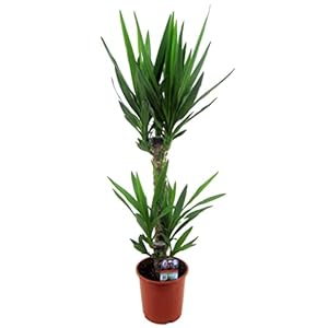 Plant in a Box – Yucca Elephantipes – Stevige kamerpalm – Gemakkelijke kamerplant – Pot 17cm – Hoogte 70-80cm
