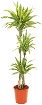 DRACENA LEMON LIME 3 TRONCOS 90-45-15 CM | MACETA 24 CM | ALTURA ...