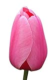 5 Pink Impression Tulip Bulbs – Very Large Bloom – Vibrant Pink Tulips for Spring Gardens – Perfect for Landscaping & Cut Flowers – Easy to Grow & Hardy