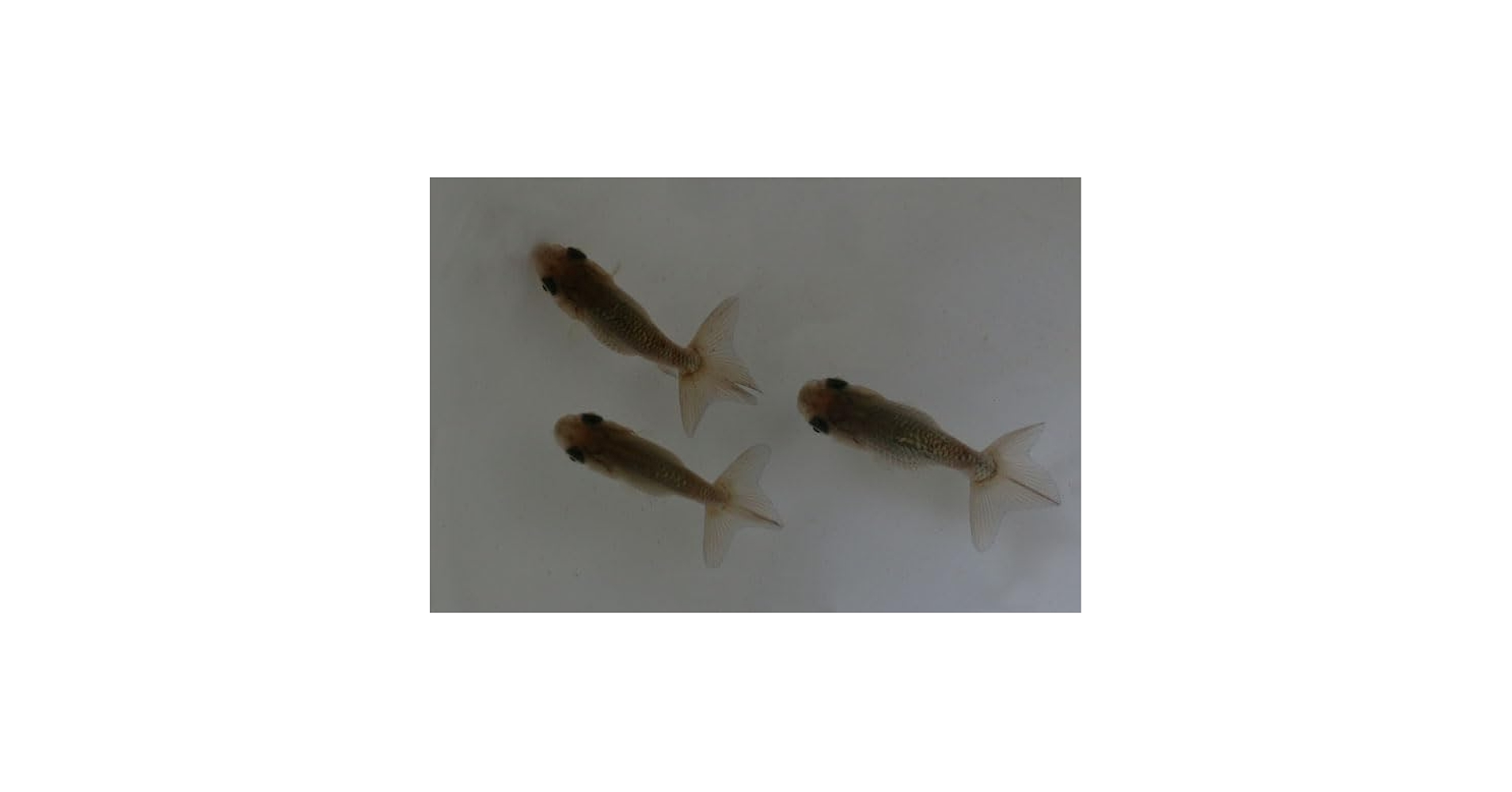 超レア⭐️夏休み⭐️金魚キティ他4種根付⭐️2003年 レア】ご当地キティ 和風シリーズ 未開封4点セット 金魚/花火