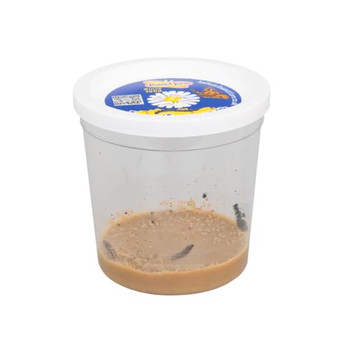 planetextra Schmetterlingsgarten Raupennachfüllset 1x Raupenbecher Distelfalter - Schmetterlinge züchten