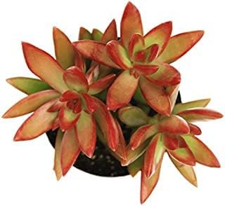 Live Succulent Plant Red and Green | Live Plant, Vibrant Colours-picture-15